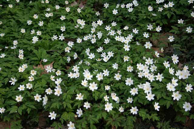 Anemone Nemorosa