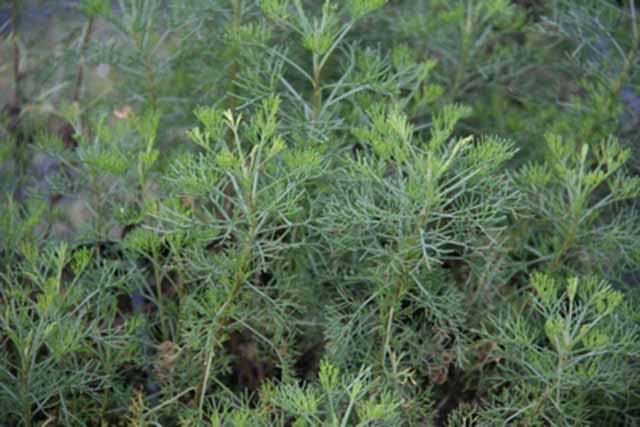 Artemisia Abrotanum