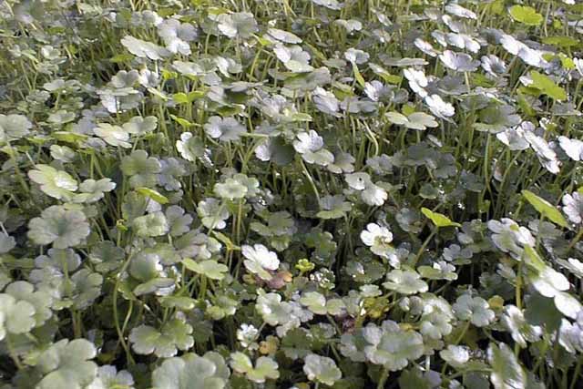 Hydrocotyle Rotundifolia