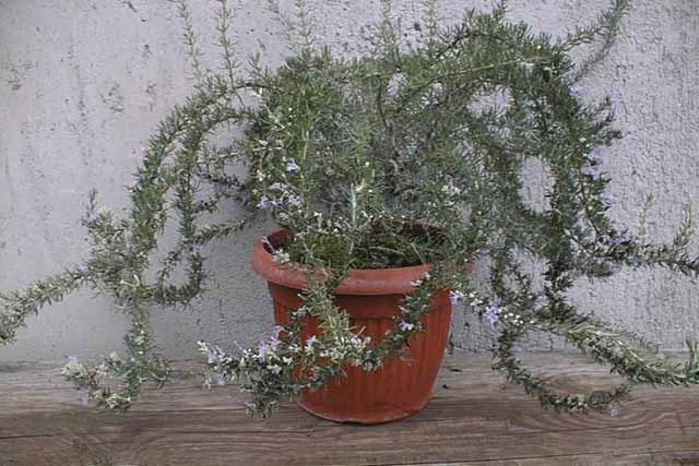 Rosmarinus Officinalis 'majorka Pink'